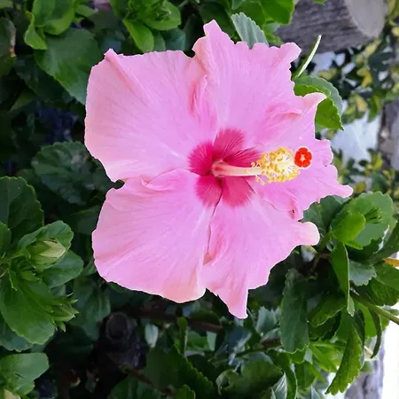 La Quinta